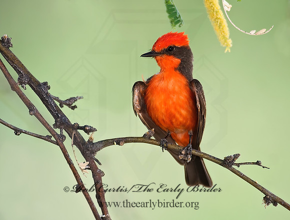 Pyrocephalus rubinus  VERMILION FLYCATCHER 7007393Z