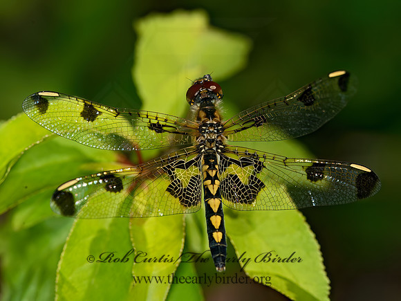 Celithemis elisa CALICO PENNANT 9031998z