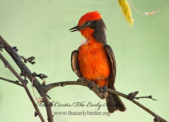 Pyrocephalus rubinus  VERMILION FLYCATCHER 7007397Z