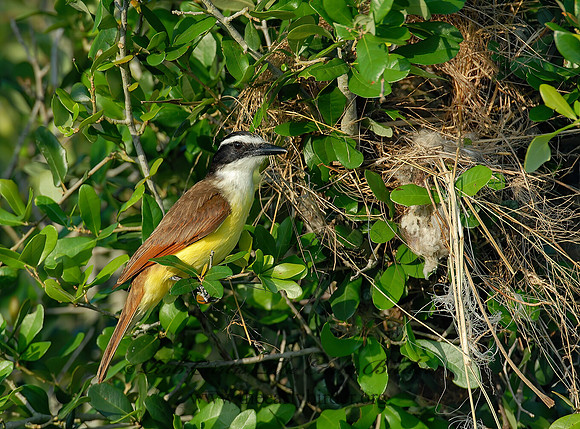 Pitangus sulphuratus  GREAT KISKADEE 6023171z