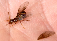Lasius aphidicola 9013615z