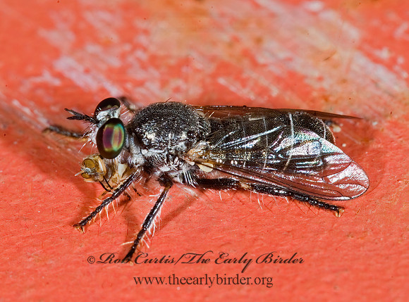 Atomosia melanopogon  LAPHRIINAE ROBBER FLY 6024401z