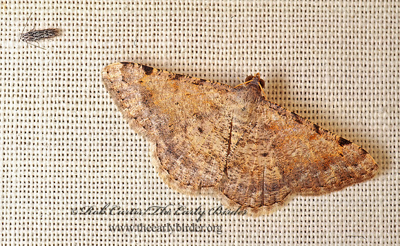 Digrammia colorata  CREOSOTE MOTH 74505z