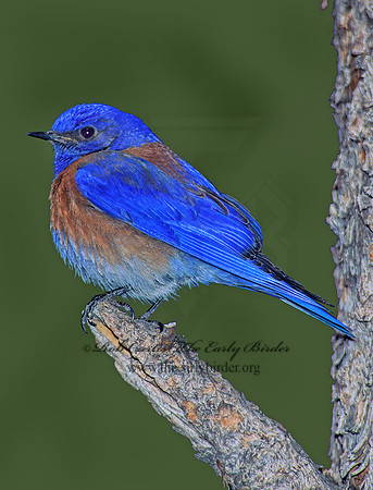 Sialia mexicana  WESTERN BLUEBIRD 122125z