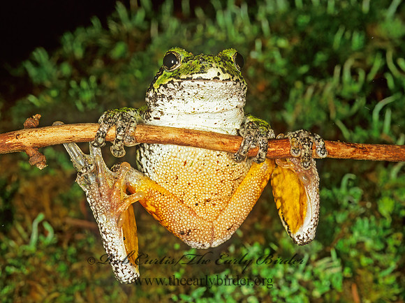 Dryphytes versicolor  GRAY TREEFROG 208325 z