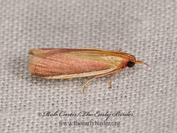 Peoria approximella  CARMINE SNOUT MOTH 3023668z