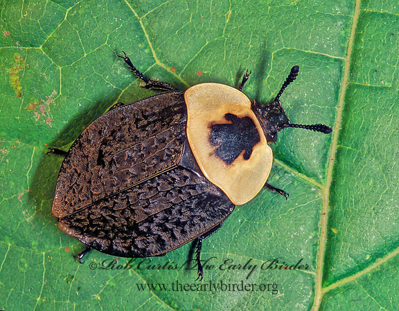 Necrophila americana 178217z