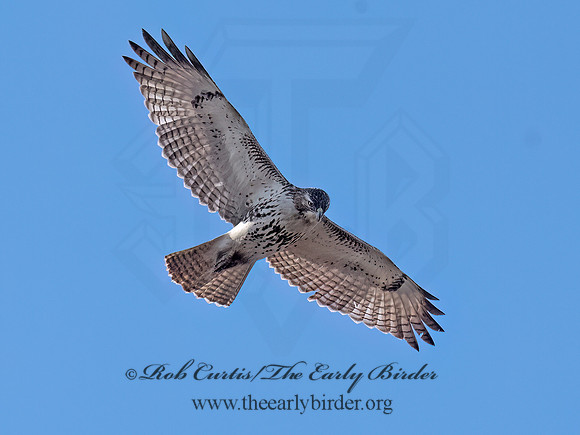 Buteo jamaicensis RED-TAILED HAWK 3048364z