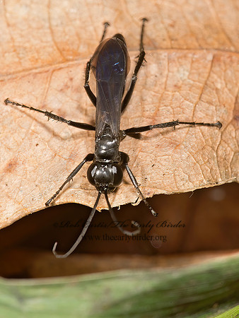 Anoplius (Anoplius) virginiensis  SPIDER WASP  SPIDER WASP 9023875z