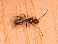 Lasius americanus FORMICINAE ANT 9040302z