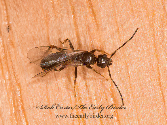 Lasius americanus  FORMICINAE ANT 9040302z