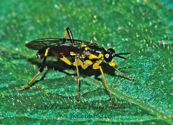 Xylomya simillima  XYLOMYID FLY 170736z