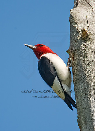 Melanerpes erythrocephalus  RED-HEADED WOODPECKER 8005712+