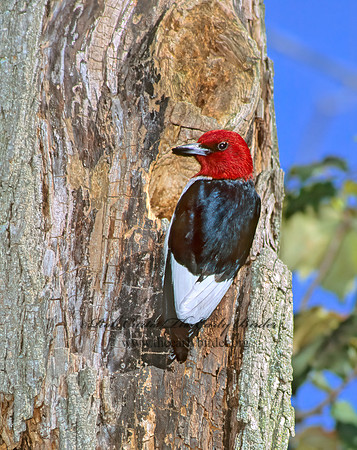 Melanerpes erythrocephalus  RED-HEADED WOODPECKER 96008+