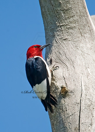 Melanerpes erythrocephalus  RED-HEADED WOODPECKER 8005718+