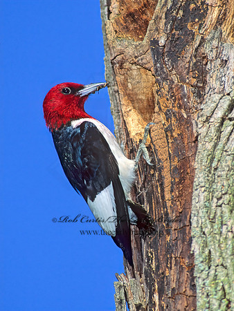 Melanerpes erythrocephalus  RED-HEADED WOODPECKER 96017+