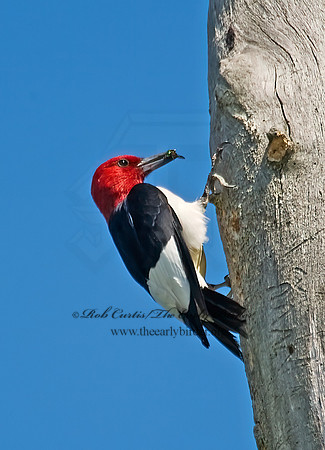Melanerpes erythrocephalus  RED-HEADED WOODPECKER 8005716+