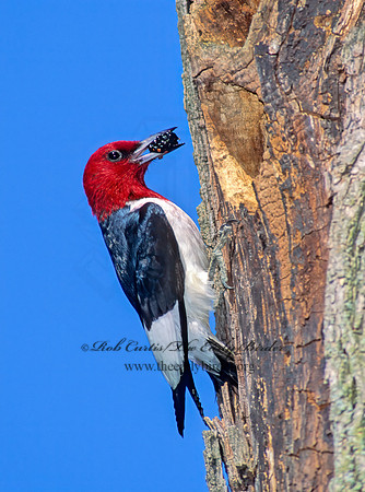 Melanerpes erythrocephalus  RED-HEADED WOODPECKER 96018+