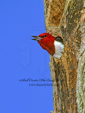 Melanerpes erythrocephalus  RED-HEADED WOODPECKER 96107+