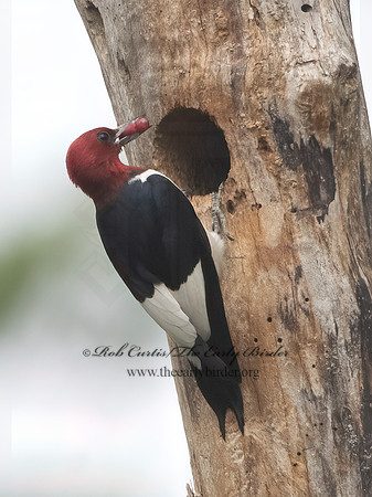 Melanerpes erythrocephalus  RED-HEADED WOODPECKER 3021980+