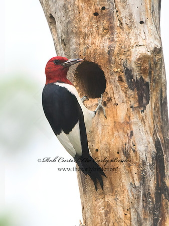 Melanerpes erythrocephalus  RED-HEADED WOODPECKER 3021985+