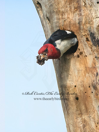 Melanerpes erythrocephalus  RED-HEADED WOODPECKER 3022006+
