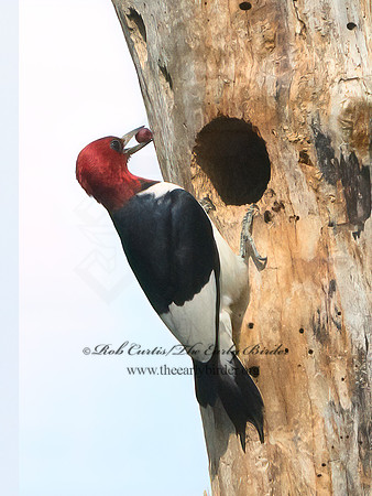 Melanerpes erythrocephalus  RED-HEADED WOODPECKER 3022014+