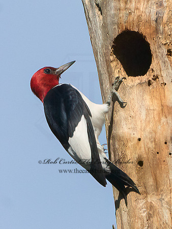 Melanerpes erythrocephalus  RED-HEADED WOODPECKER 3022021+