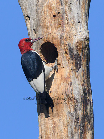 Melanerpes erythrocephalus  RED-HEADED WOODPECKER 3022136