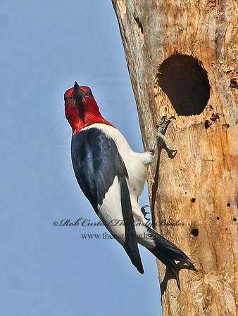 Melanerpes erythrocephalus  RED-HEADED WOODPECKER 3022022+