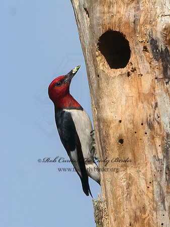 Melanerpes erythrocephalus  RED-HEADED WOODPECKER 3022025+