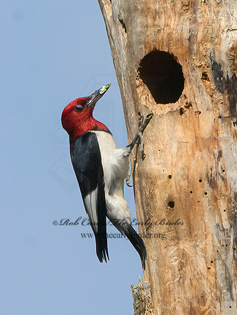 Melanerpes erythrocephalus  RED-HEADED WOODPECKER 3022026+