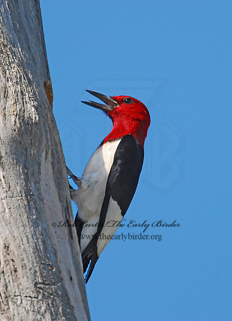 Melanerpes erythrocephalus  RED-HEADED WOODPECKER 6030650+