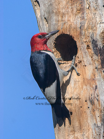Melanerpes erythrocephalus  RED-HEADED WOODPECKER 3022054+