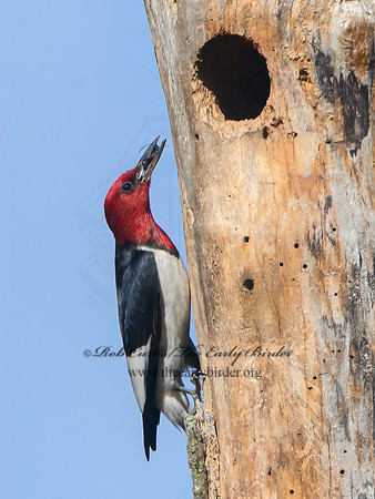 Melanerpes erythrocephalus  RED-HEADED WOODPECKER 3022059+