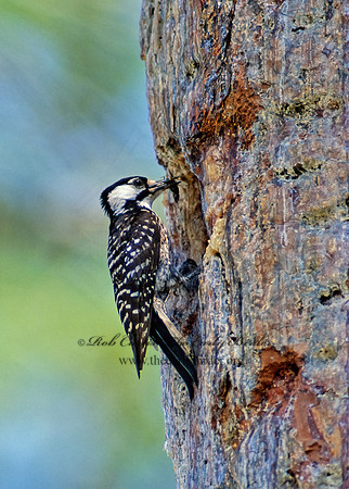 Picoides borealis  RED COCKADED WOODPECKER 21526 +