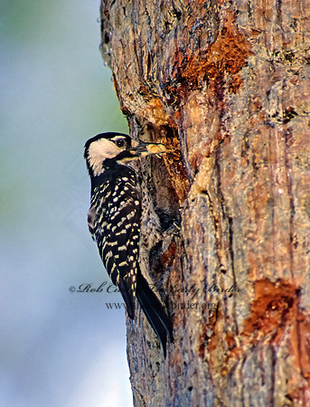 Picoides borealis  RED COCKADED WOODPECKER 21629-1 +