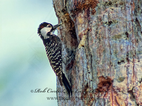 Picoides borealis  RED COCKADED WOODPECKER 21610+,"2"