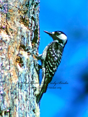 Picoides borealis  RED COCKADED WOODPECKER 21422 +