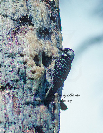 Picoides borealis  RED COCKADED WOODPECKER 21404