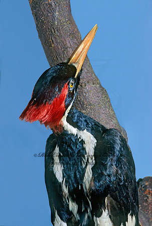 Campephilus principalis  IVORY-BILLED WOODPECKER 84231+
