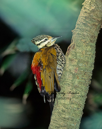 Dinopium shorii  HIMALAYAN FLAMEBACK 126230+