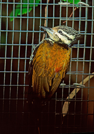 Dinopium shorii  HIMALAYAN FLAMEBACK 126411+