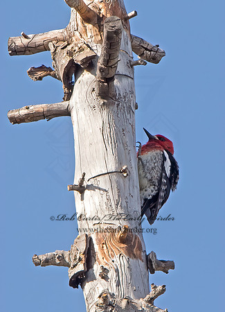 Sphyrapicus ruber  RED-BREASTED SAPSUCKER 9057063+