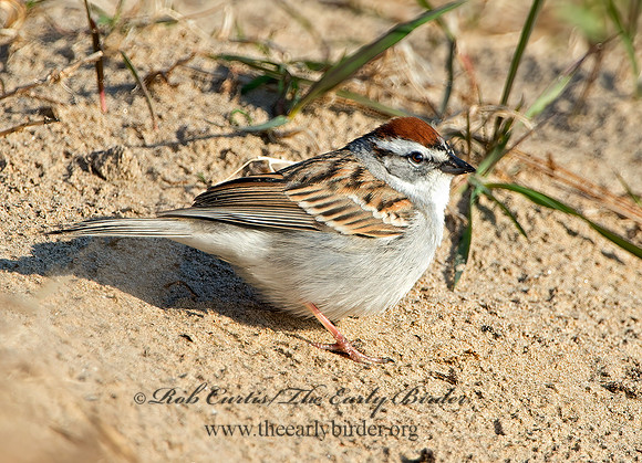 Spizella passerina  CHIPPING SPARROW 9028220z