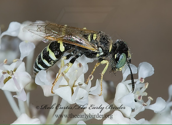 Philanthus  BEEWOLF 7010309z