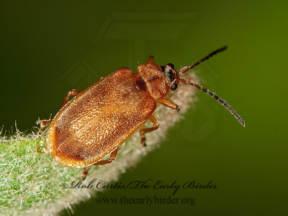 Neogalerucella  PURPLE LOOSESTRIFE BEETLE 3013539z