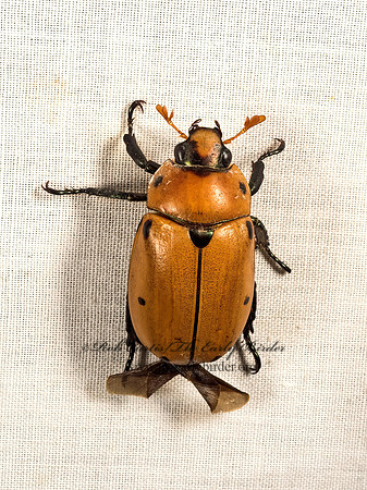 Pelidnota punctata  SPOTTED GRAPEVINE BEETLE 9050102z