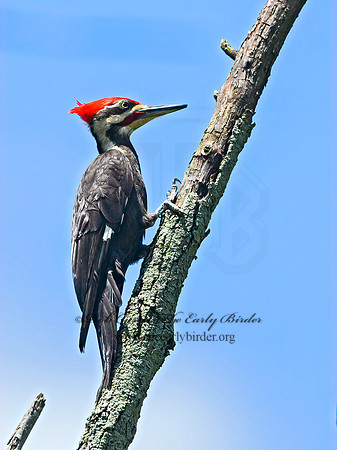 Dryocopus pileatus  PILEATED WOODPECKER 3021783+