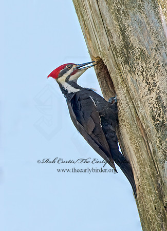 Dryocopus pilatus  PILEATED WOODPECKER 9046903+